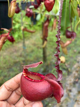 Load image into Gallery viewer, N. mirabilis var 'Trang-Bizarre' x (viking x ampullaria 'Black Miracle') - Specimen 5