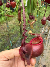 Load image into Gallery viewer, N. mirabilis var 'Trang-Bizarre' x (viking x ampullaria 'Black Miracle') - Specimen 5