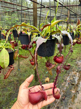 Load image into Gallery viewer, N. mirabilis var 'Trang-Bizarre' x (viking x ampullaria 'Black Miracle') - Specimen 5