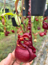 Load image into Gallery viewer, N. mirabilis var 'Trang-Bizarre' x (viking x ampullaria 'Black Miracle') - Specimen 6