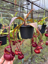 Load image into Gallery viewer, N. mirabilis var 'Trang-Bizarre' x (viking x ampullaria 'Black Miracle') - Specimen 6
