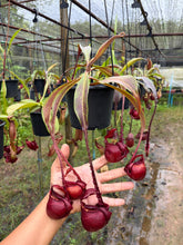 Load image into Gallery viewer, N. mirabilis var 'Trang-Bizarre' x (viking x ampullaria 'Black Miracle') - Specimen 6