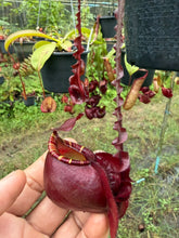 Load image into Gallery viewer, N. mirabilis var 'Trang-Bizarre' x (viking x ampullaria 'Black Miracle') - Specimen 7