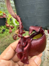 Load image into Gallery viewer, N. mirabilis var 'Trang-Bizarre' x (viking x ampullaria 'Black Miracle') - Specimen 8