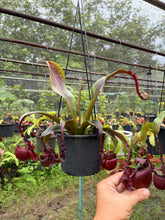 Load image into Gallery viewer, N. mirabilis var 'Trang-Bizarre' x (viking x ampullaria 'Black Miracle') - Specimen 8