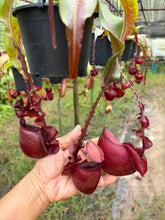 Load image into Gallery viewer, N. mirabilis var 'Trang-Bizarre' x (viking x ampullaria 'Black Miracle') - Specimen 9