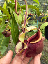 Load image into Gallery viewer, N. mirabilis var 'Trang-Bizarre' x (viking x ampullaria)