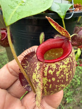 Load image into Gallery viewer, N.(viking x Hookeriana) x ampullaria - Specimen 8