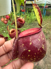 Load image into Gallery viewer, N.(viking x Hookeriana) x ampullaria - Specimen 9