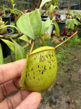 Load image into Gallery viewer, N. ampullaria - Specimen 1