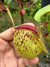 Load image into Gallery viewer, N. ampullaria - Specimen 2