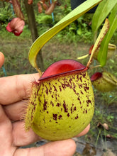 Load image into Gallery viewer, N. ampullaria - Specimen 2