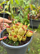 Load image into Gallery viewer, N. ampullaria - Specimen 2