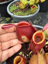 Load image into Gallery viewer, N. ampullaria - Specimen 4