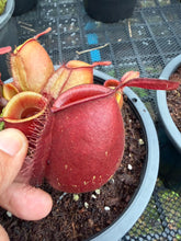 Load image into Gallery viewer, N. ampullaria - Specimen 4