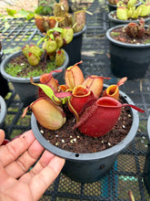 Load image into Gallery viewer, N. ampullaria - Specimen 4