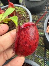 Load image into Gallery viewer, N. ampullaria - Specimen 5