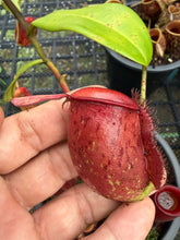 Load image into Gallery viewer, N. ampullaria - Specimen 6