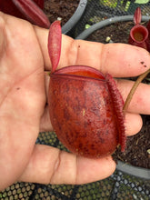 Load image into Gallery viewer, N. ampullaria - Specimen 7