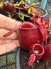 Load image into Gallery viewer, N. ampullaria - Specimen 8