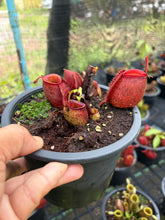 Load image into Gallery viewer, N. ampullaria - Specimen 9