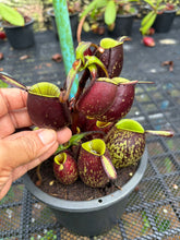 Load image into Gallery viewer, N. ampullaria - Specimen 10