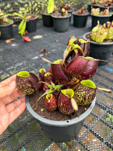 Load image into Gallery viewer, N. ampullaria - Specimen 10