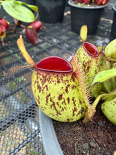 Load image into Gallery viewer, N. ampullaria - Specimen 11