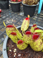 Load image into Gallery viewer, N. ampullaria - Specimen 11