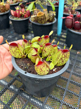 Load image into Gallery viewer, N. ampullaria - Specimen 11