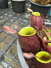 Load image into Gallery viewer, N. ampullaria - Specimen 12