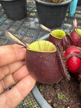 Load image into Gallery viewer, N. ampullaria - Specimen 13