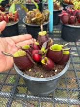 Load image into Gallery viewer, N. ampullaria - Specimen 13