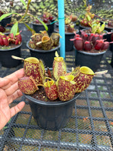 Load image into Gallery viewer, N. ampullaria - Specimen 14