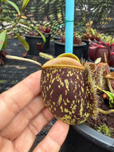 Load image into Gallery viewer, N. ampullaria - Specimen 15