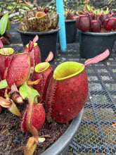 Load image into Gallery viewer, N. ampullaria - Specimen 16