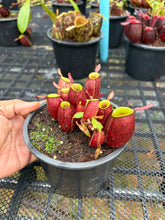 Load image into Gallery viewer, N. ampullaria - Specimen 16