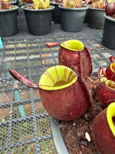 Load image into Gallery viewer, N. ampullaria - Specimen 18