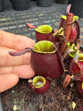 Load image into Gallery viewer, N. ampullaria - Specimen 18