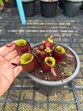Load image into Gallery viewer, N. ampullaria - Specimen 18