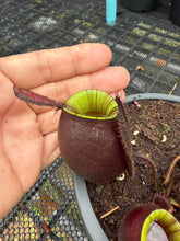 Load image into Gallery viewer, N. ampullaria - Specimen 19