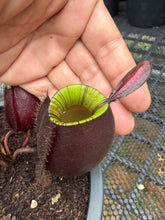 Load image into Gallery viewer, N. ampullaria - Specimen 19