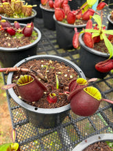 Load image into Gallery viewer, N. ampullaria - Specimen 36