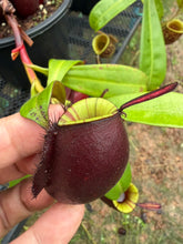 Load image into Gallery viewer, N. ampullaria - Specimen 37