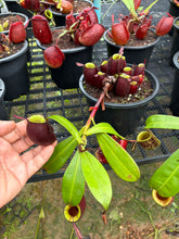 Load image into Gallery viewer, N. ampullaria - Specimen 37