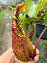 Load image into Gallery viewer, N.veitchii x (maxima x veitchii)