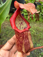 Load image into Gallery viewer, N.suratensis x (boschiana x veitchii)