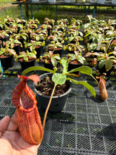 Load image into Gallery viewer, N.thorelii x veitchii
