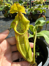 Load image into Gallery viewer, N.adrianii x veitchii