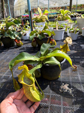 Load image into Gallery viewer, N.adrianii x veitchii